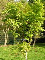 Acer palmatum cv Tsuri Nishiki (fam Aceracees) (Photo F. Mrugala) (1)